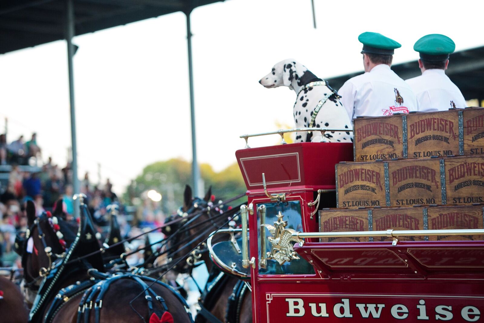 Photo Gallery Devon Horse Show