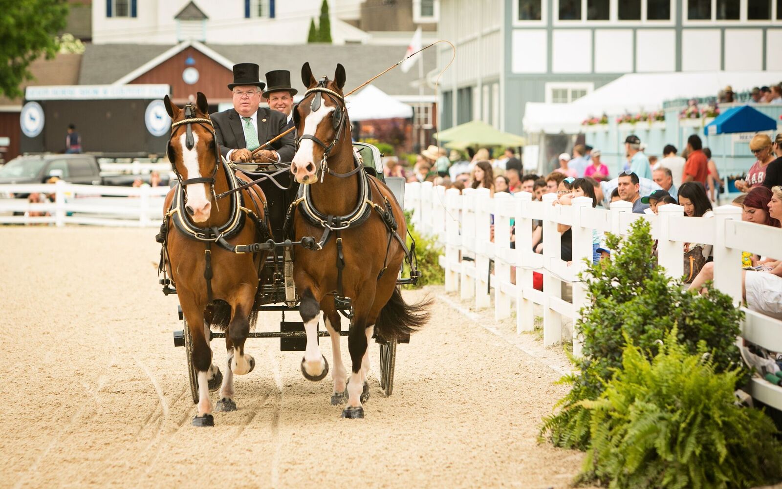 Photo Gallery Devon Horse Show