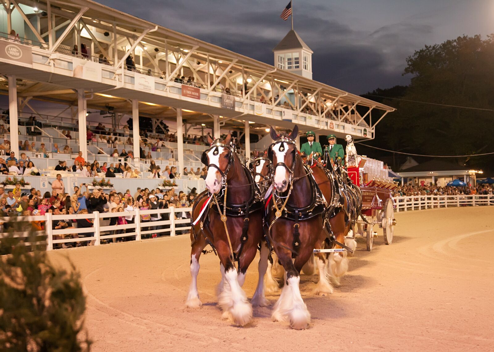 Photo Gallery Devon Horse Show