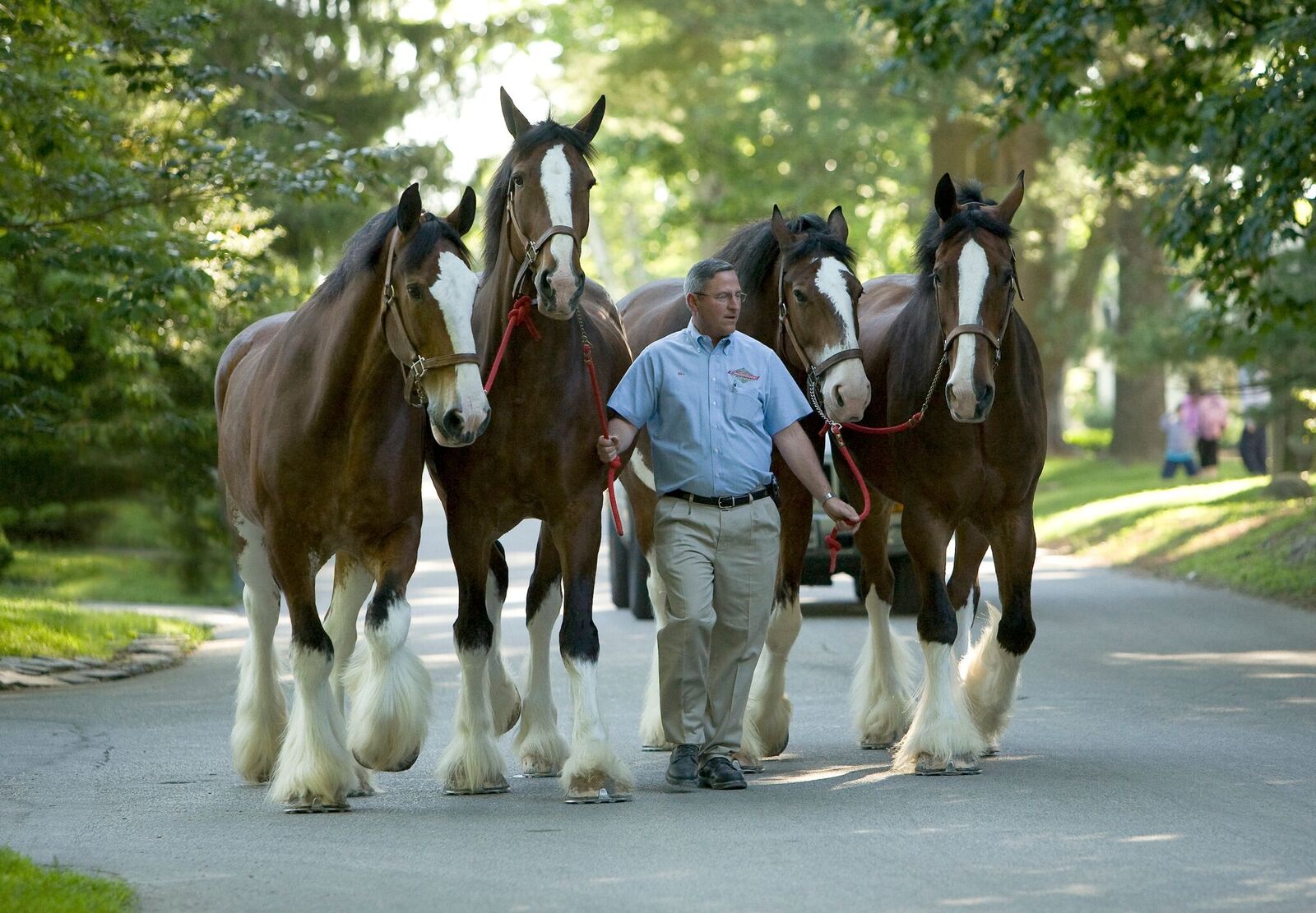 Photo Gallery Devon Horse Show