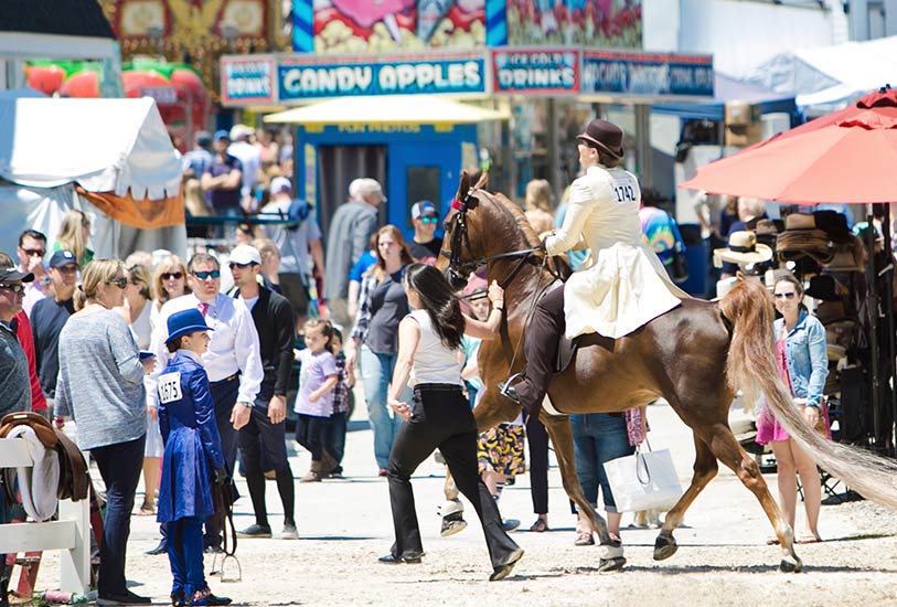 Devon Horse Show 2024 Dates In Hindi Loria Evangelin